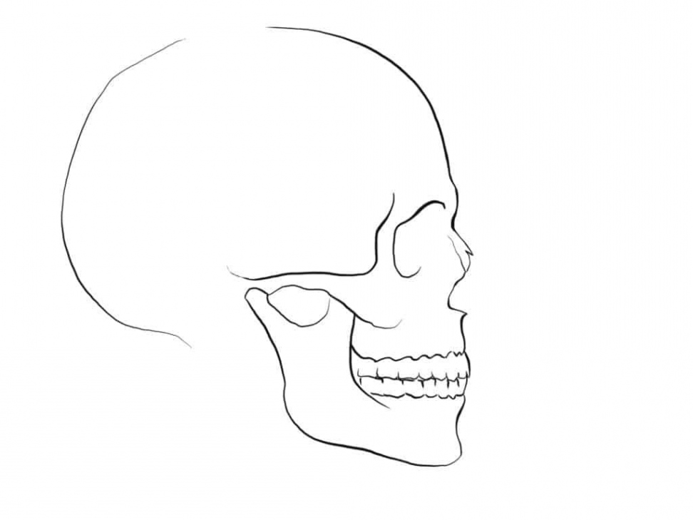 How to draw a Nose side view skull  Skulls drawing, Skull sketch