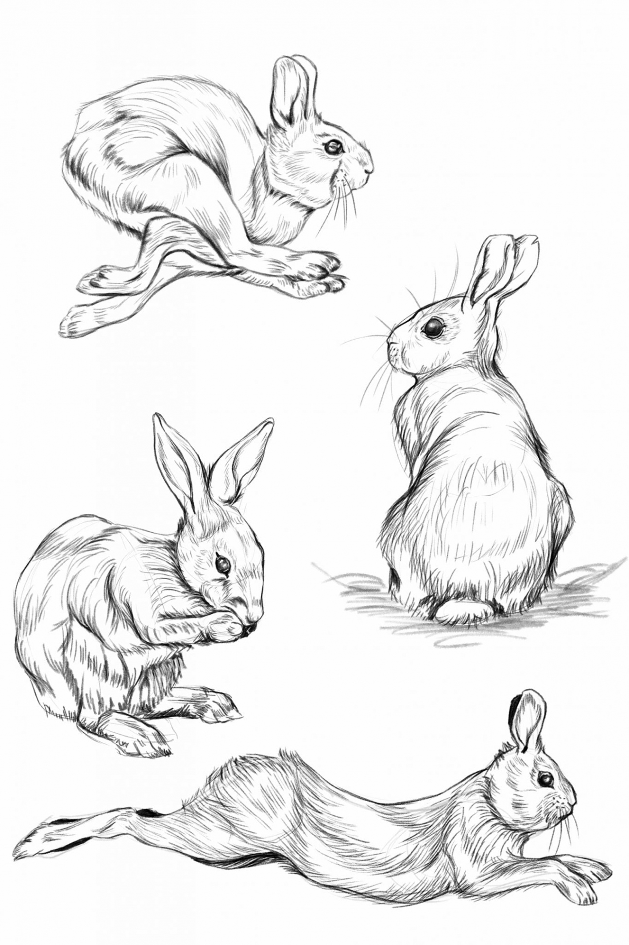 How to Draw a Rabbit - Easy - Step by Step for Beginners