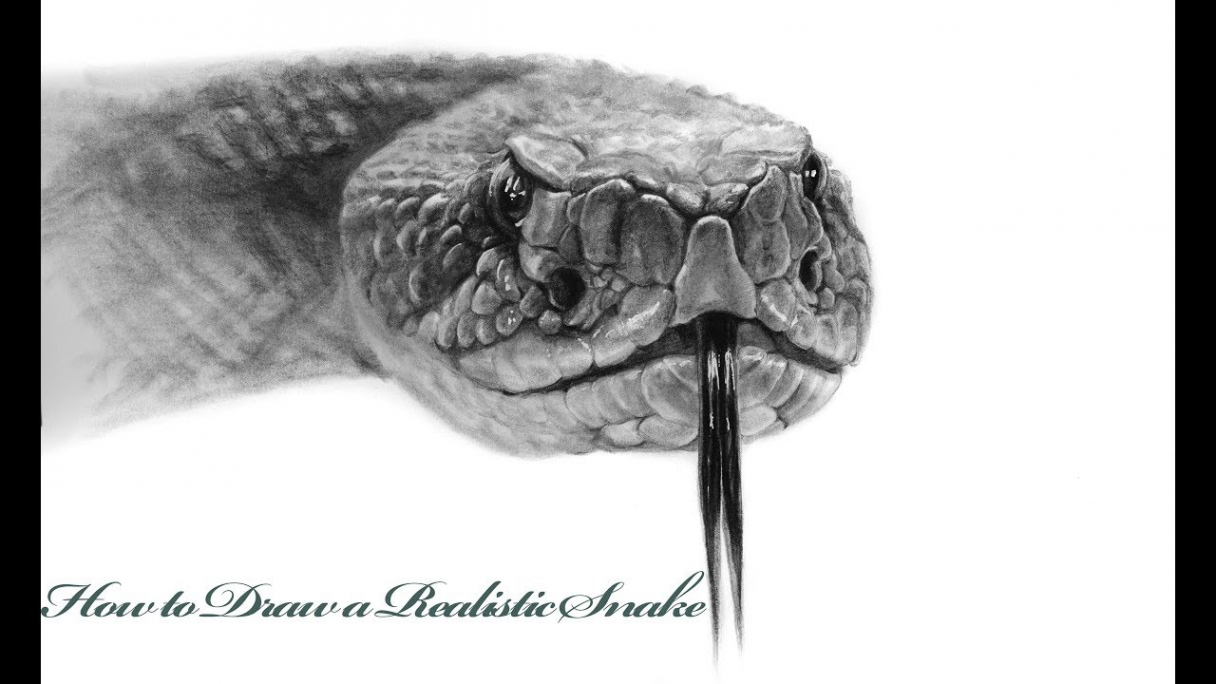 How to Draw a Realistic Snake-Step by Step Tutorial