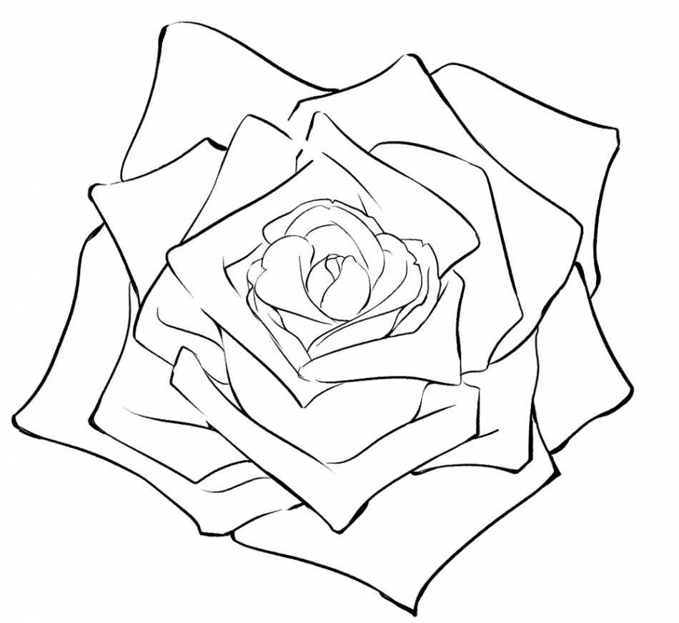 How to Draw a Rose  Art Rocket