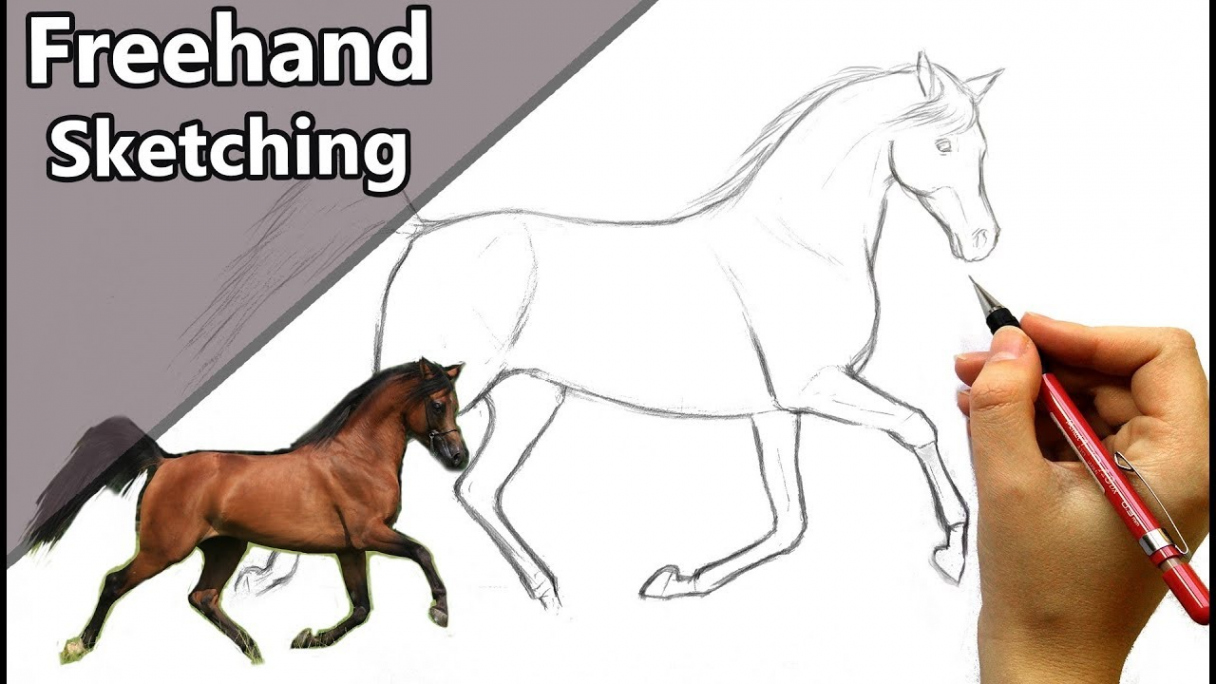 How to sketch a HORSE without any guidelines! Step by step tutorial