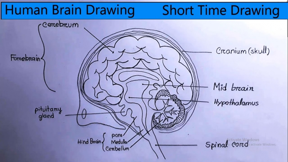 Human Brain Drawing Tutorial  Biological Drawings  Short Time Drawing