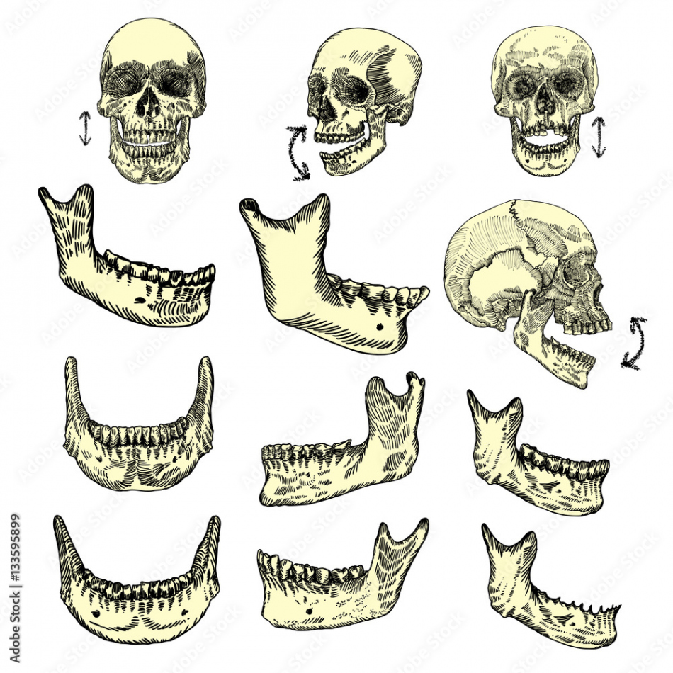 Human skull bones drawing set