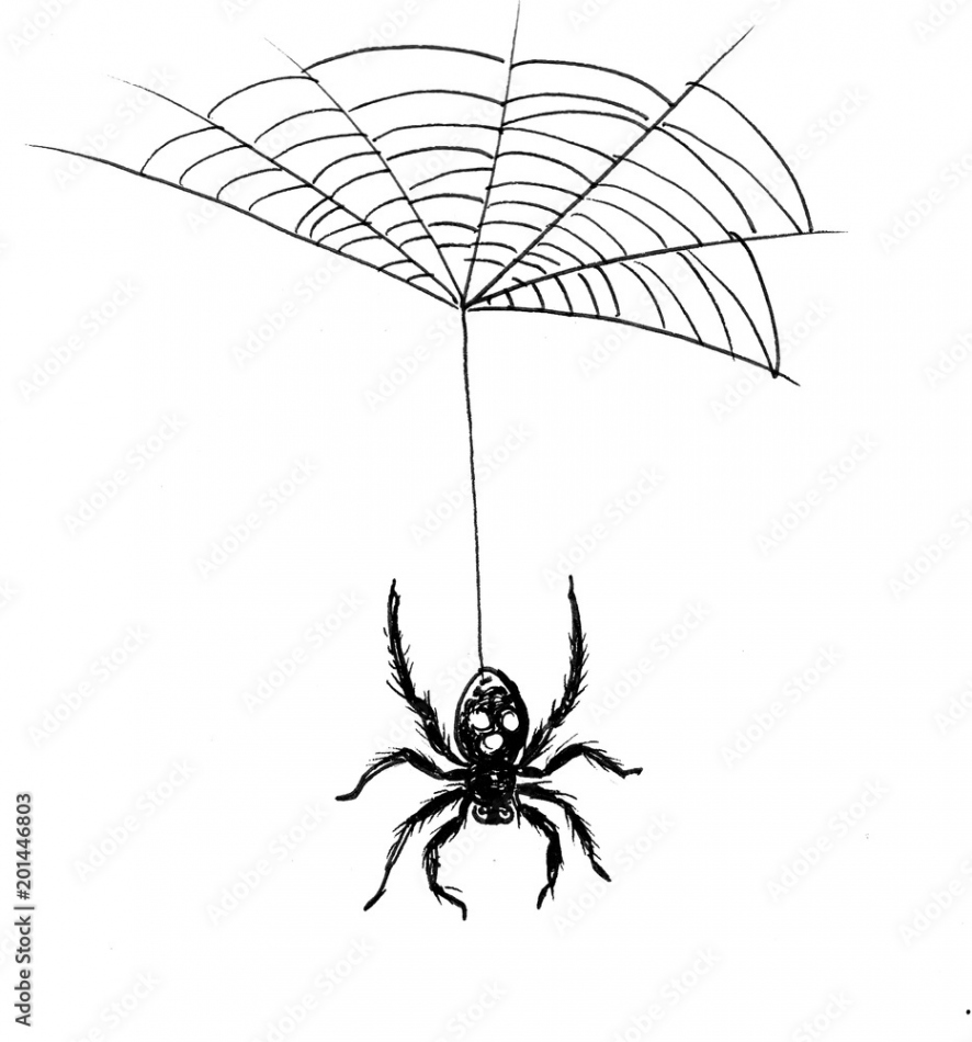 Ink black and white drawing of a spider on web Stock-Illustration