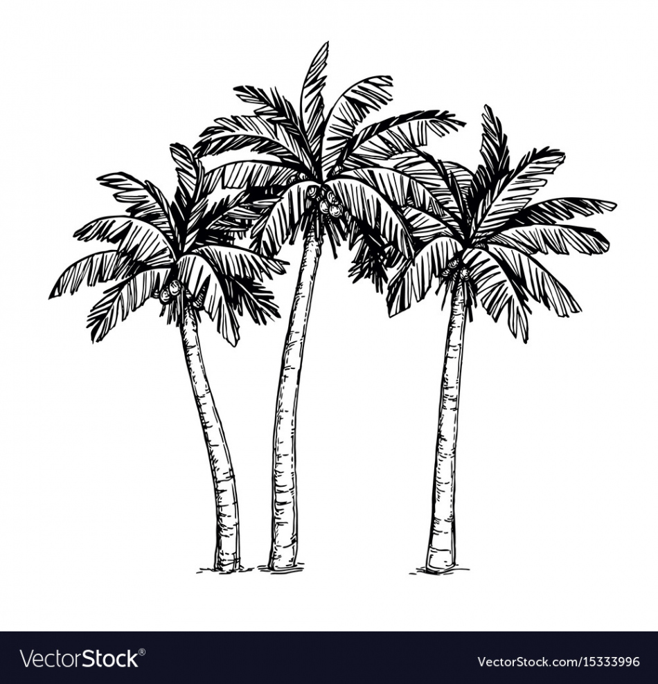 Ink sketch of palm trees Royalty Free Vector Image