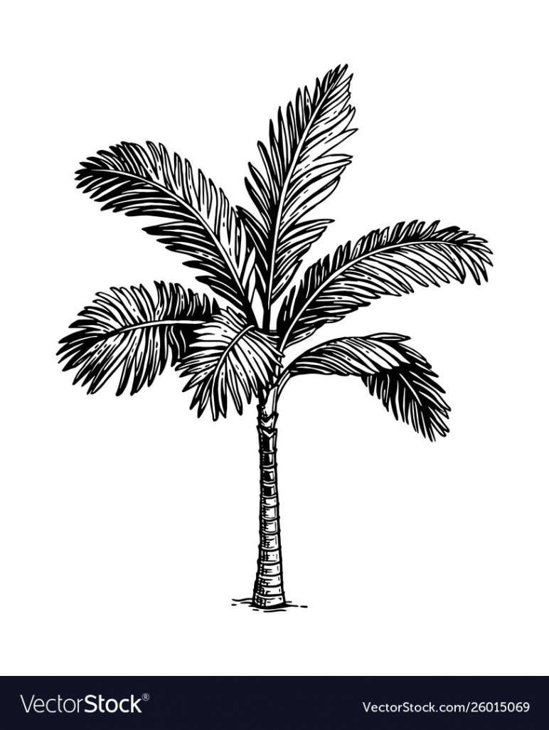 Ink sketch palm tree Royalty Free Vector Image