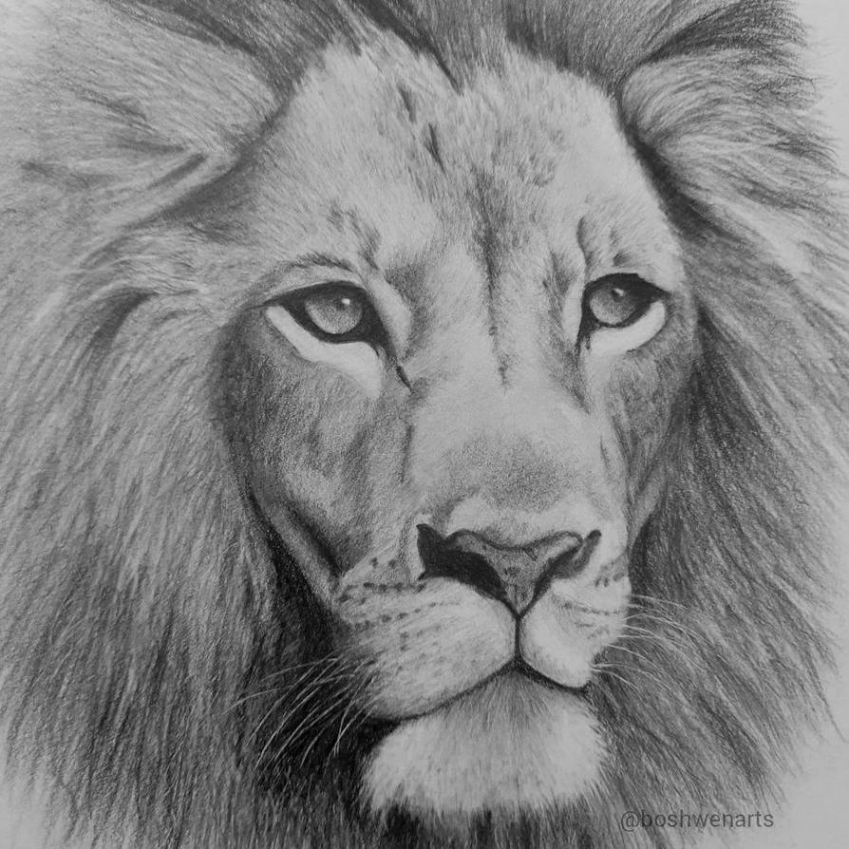 lion drawing closeup by boshwenarts on DeviantArt