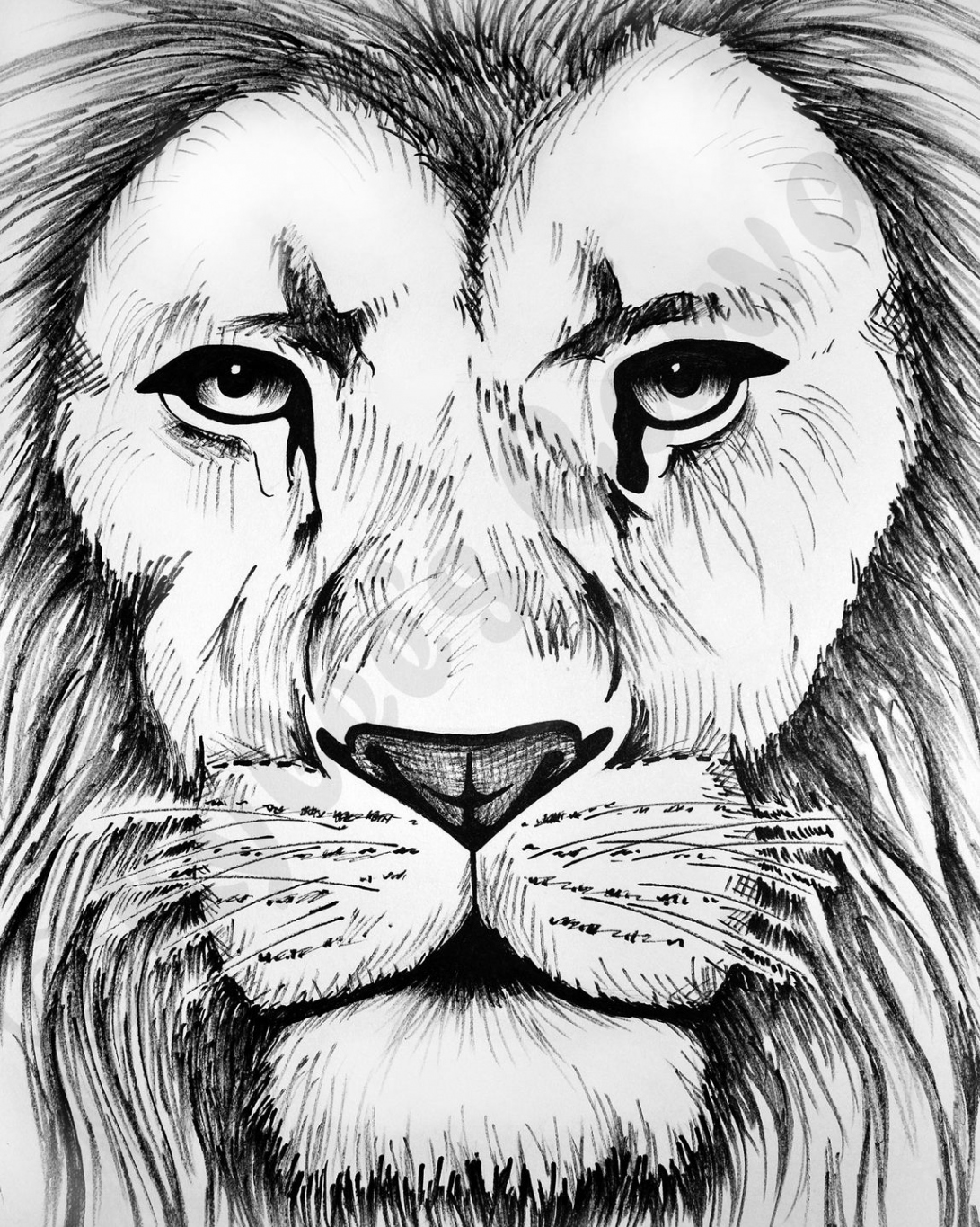 Lion in Black and White - lion close up in black marker on paper