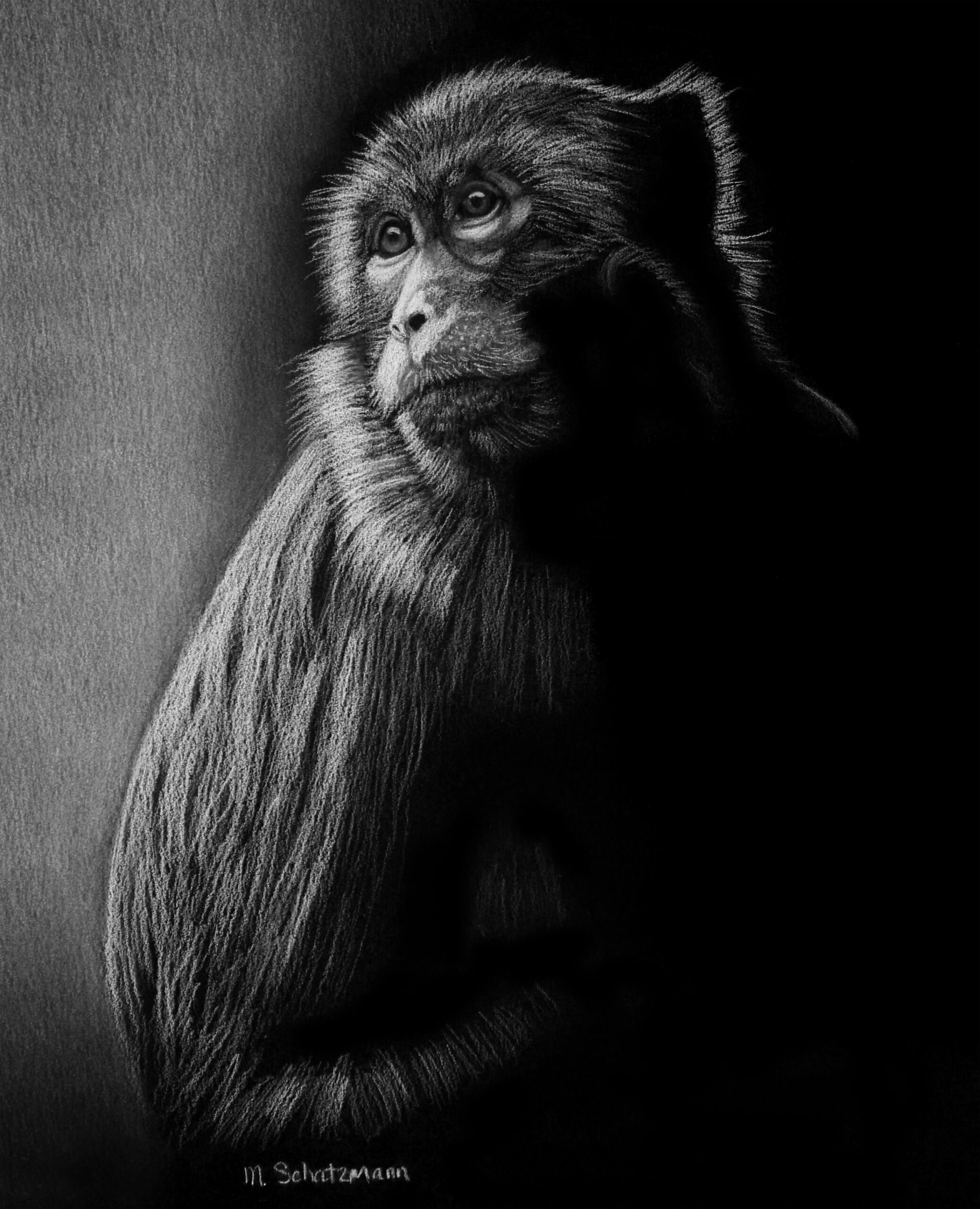 Macaque Monkey - White Pencil on Black Paper