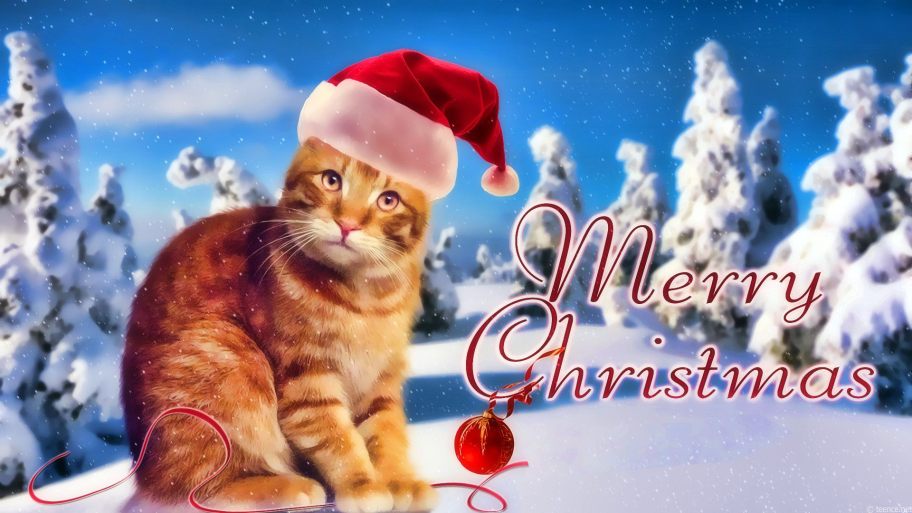 Marry Christmas Cat wallpaper  Christmas cats, Cat wallpaper