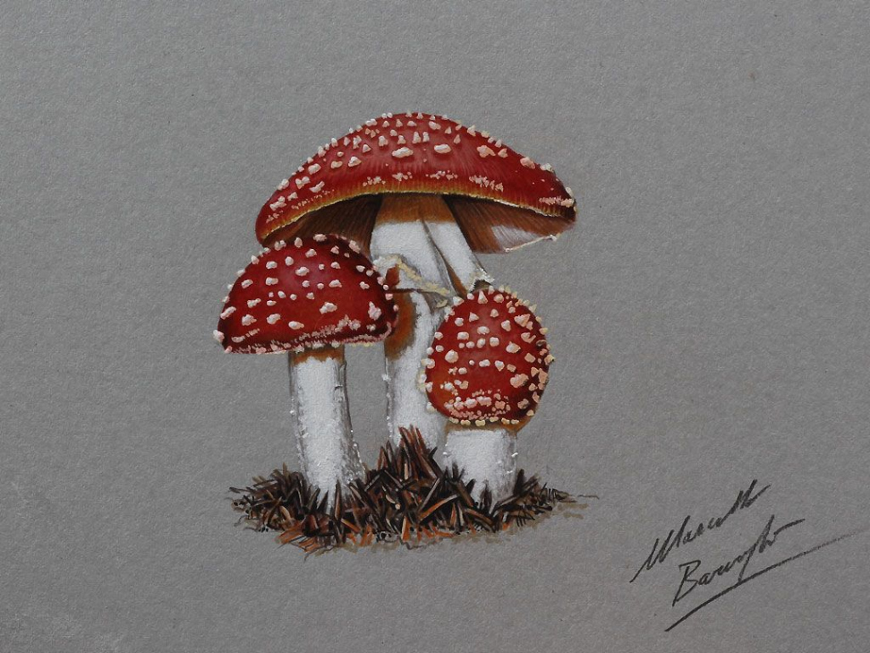 Mushrooms DRAWING by Marcello Barenghi by marcellobarenghi