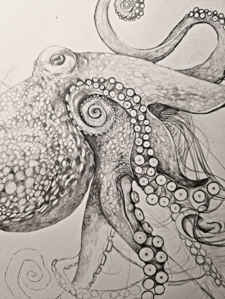 Octopus Vulgaris Illustration  Domestika