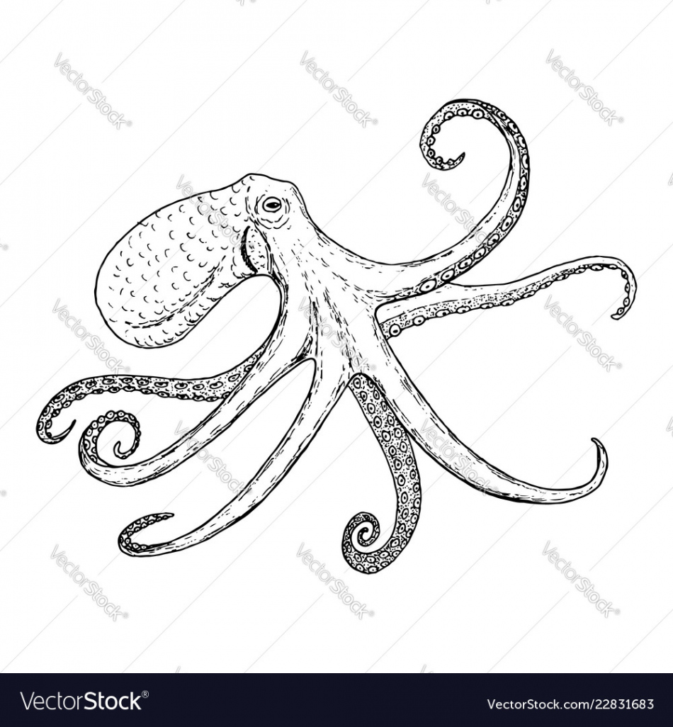 Octopus vulgaris wildlife animal Royalty Free Vector Image