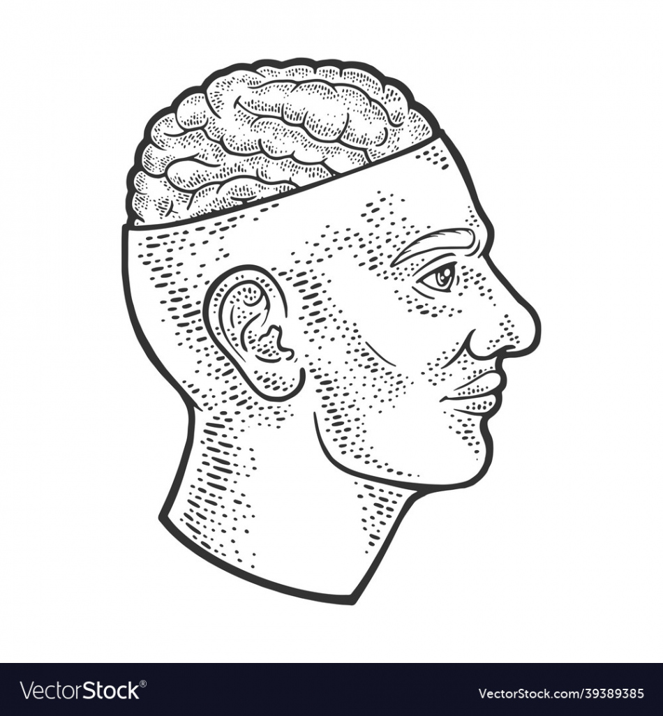 Open brain in head sketch Royalty Free Vector Image