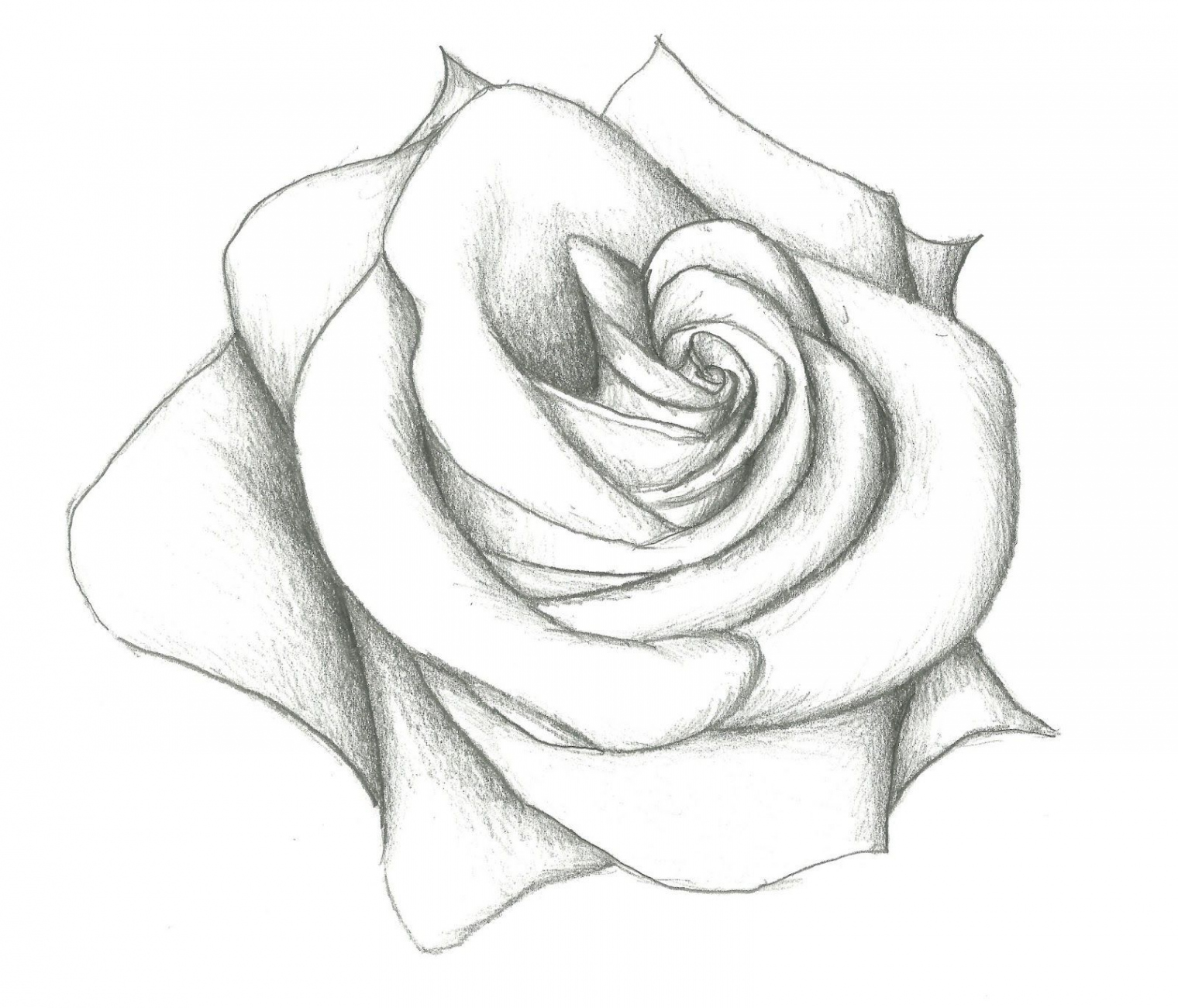 Pencil Drawing Simple Pencil Drawings   Flower sketches, Roses