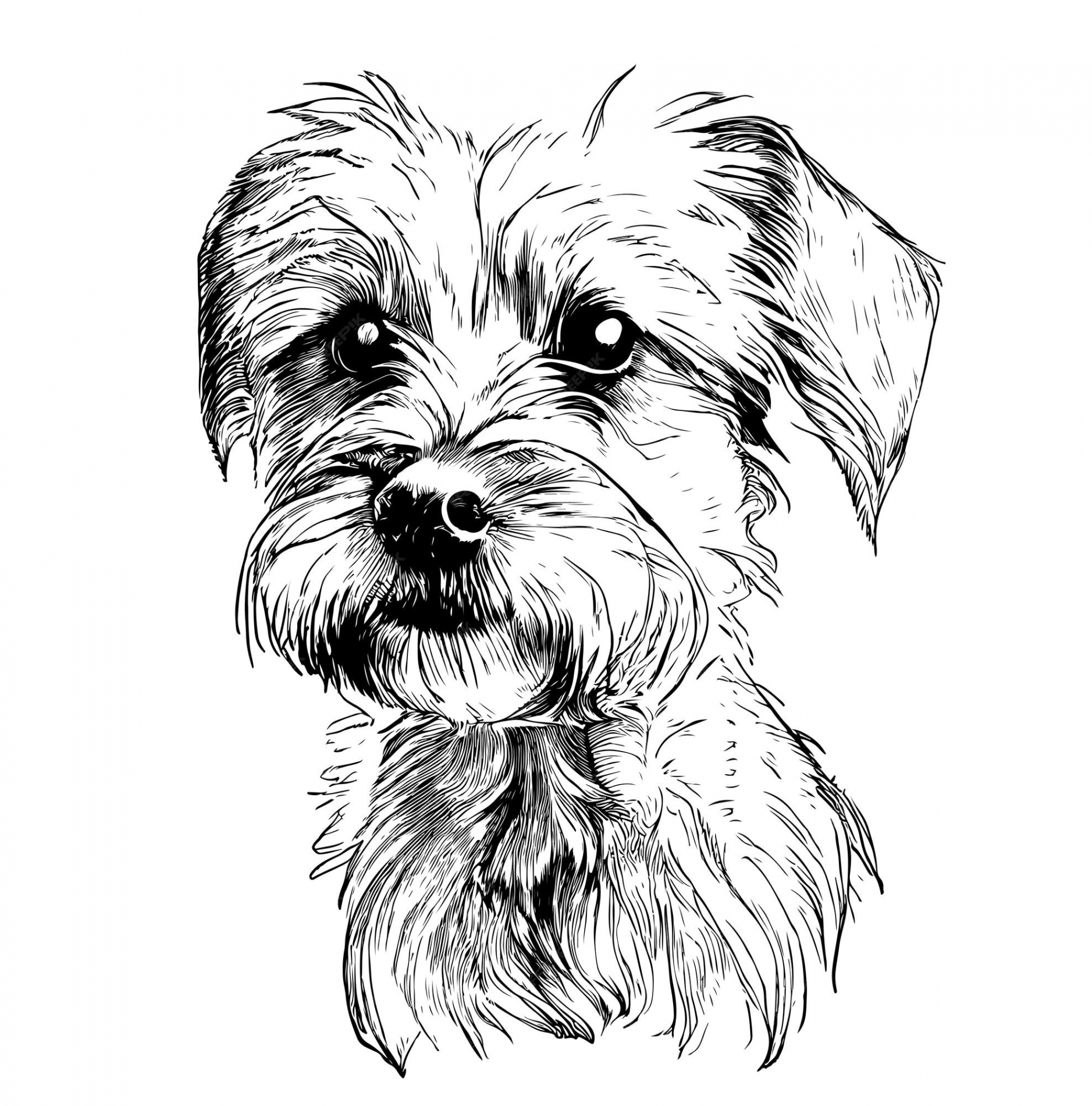 Premium Vector  Cute yorkshire terrier puppy hand drawn engraving