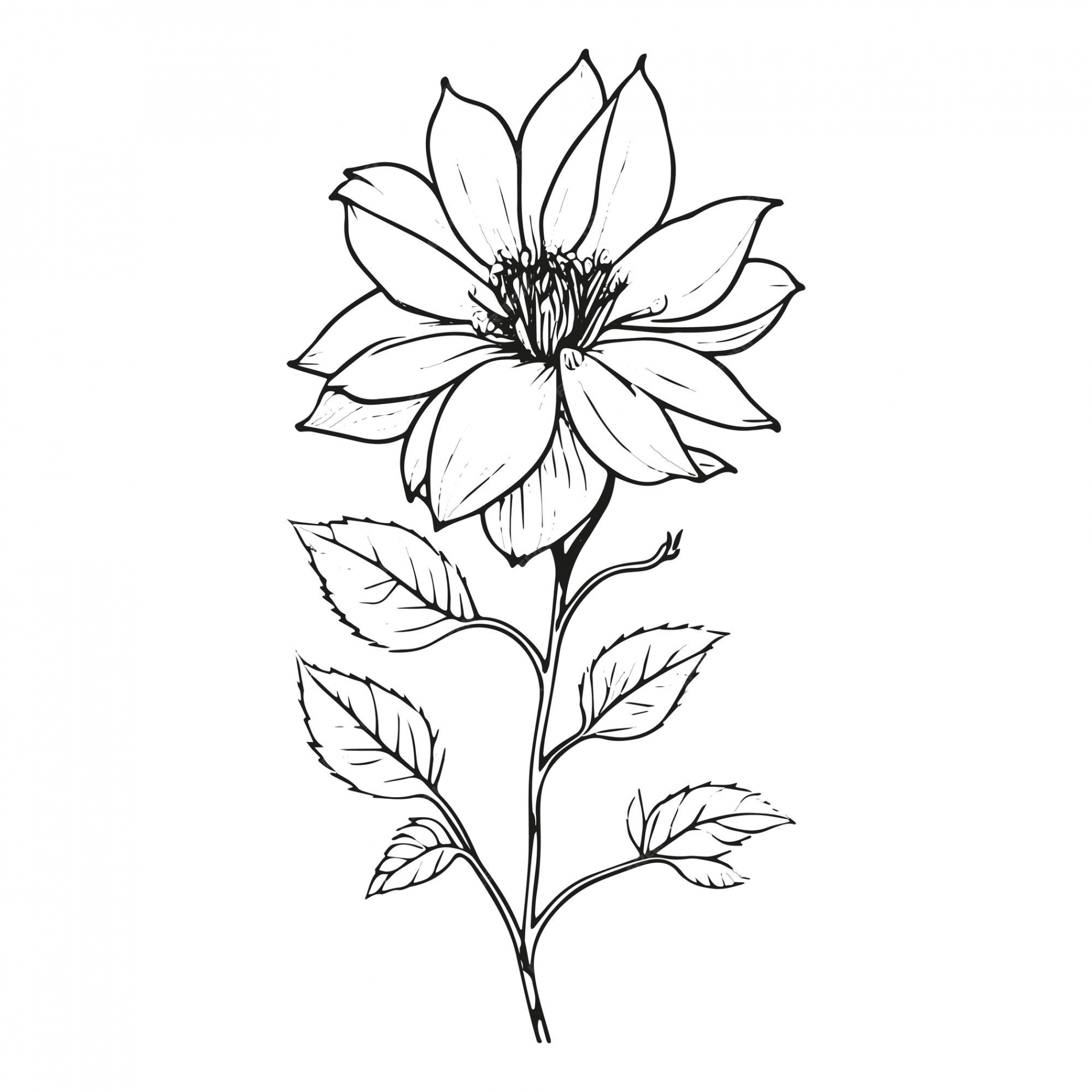 Premium Vector  No background flower line art illustration