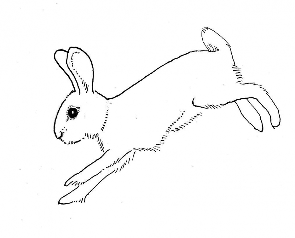 rabbit outline running  Bunny drawing, Rabbit drawing, Bunny images