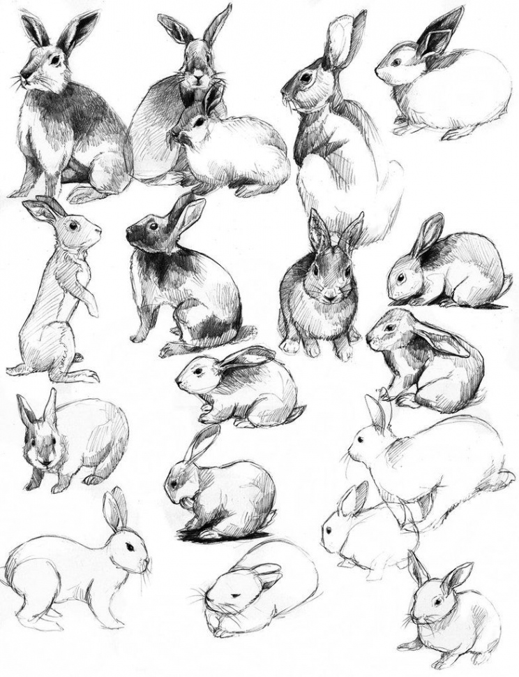 rabbits  Rabbit art, Animal sketches, Rabbit drawing