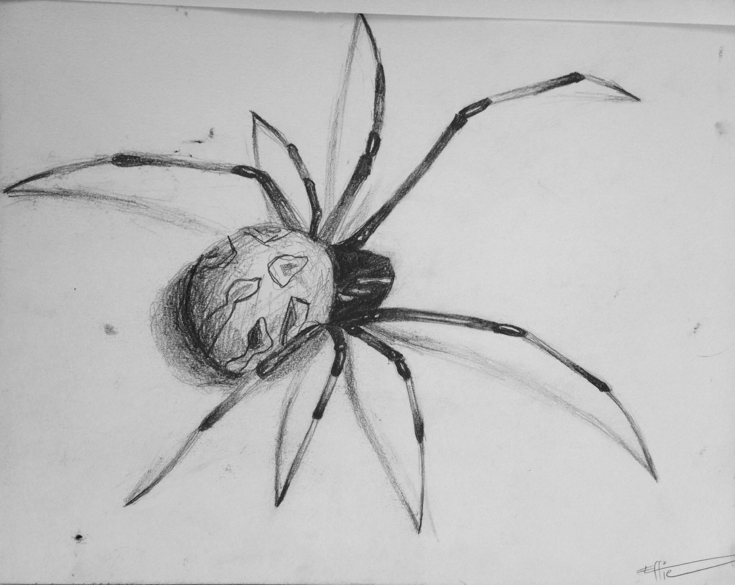 Realism, spider drawing, bug sketch, realistic pencil drawing