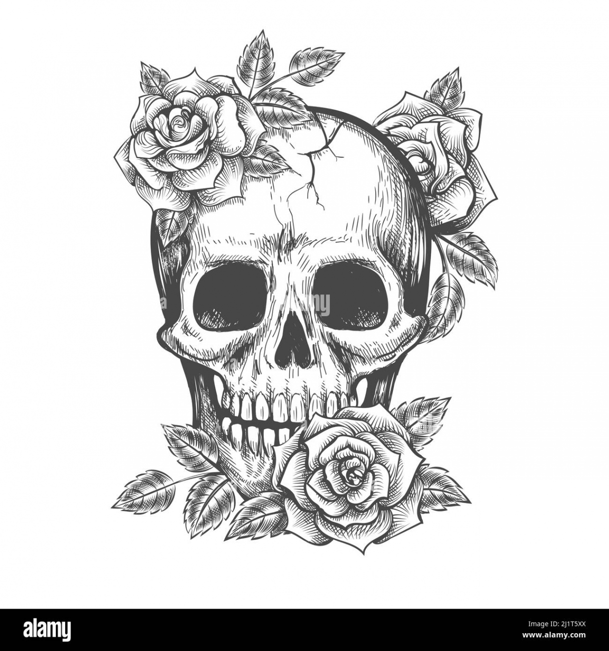 Roses skull sketch Stock Vector Image & Art - Alamy