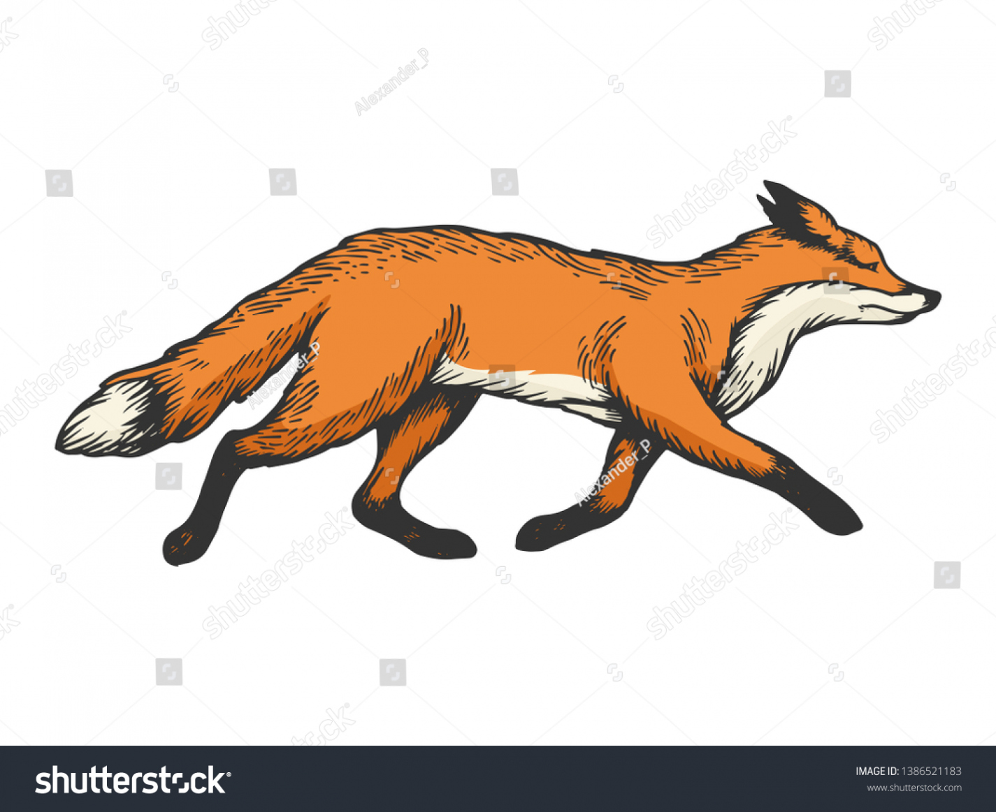 Running Fox Animal Color Sketch Engraving Stock Vector (Royalty