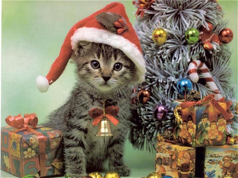 santa-cat-christmas-wallpaper  Friends of Felines Rescue Center