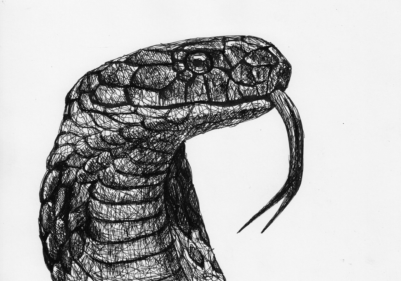 Scribble drawing of a cobra by Filip Walczak scribbled, snake