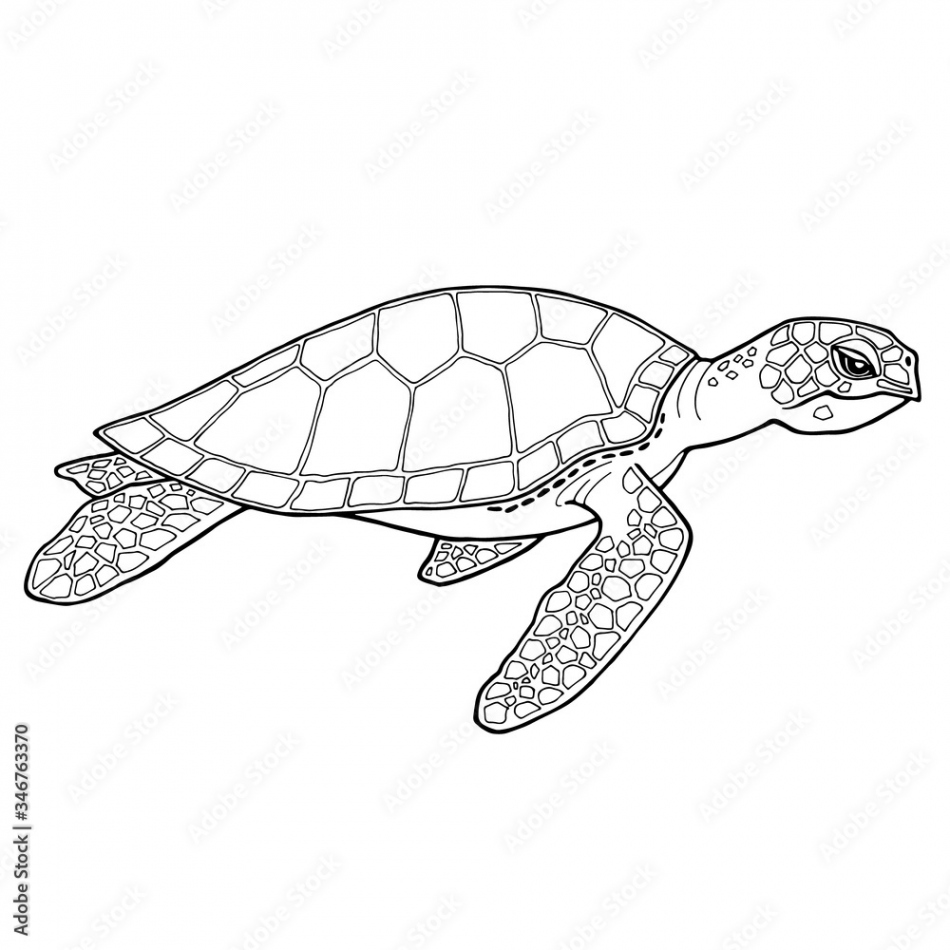 Sea turtle. Black and white image with a black outline