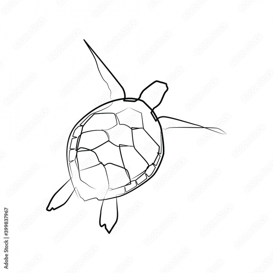 Sea turtle with one line