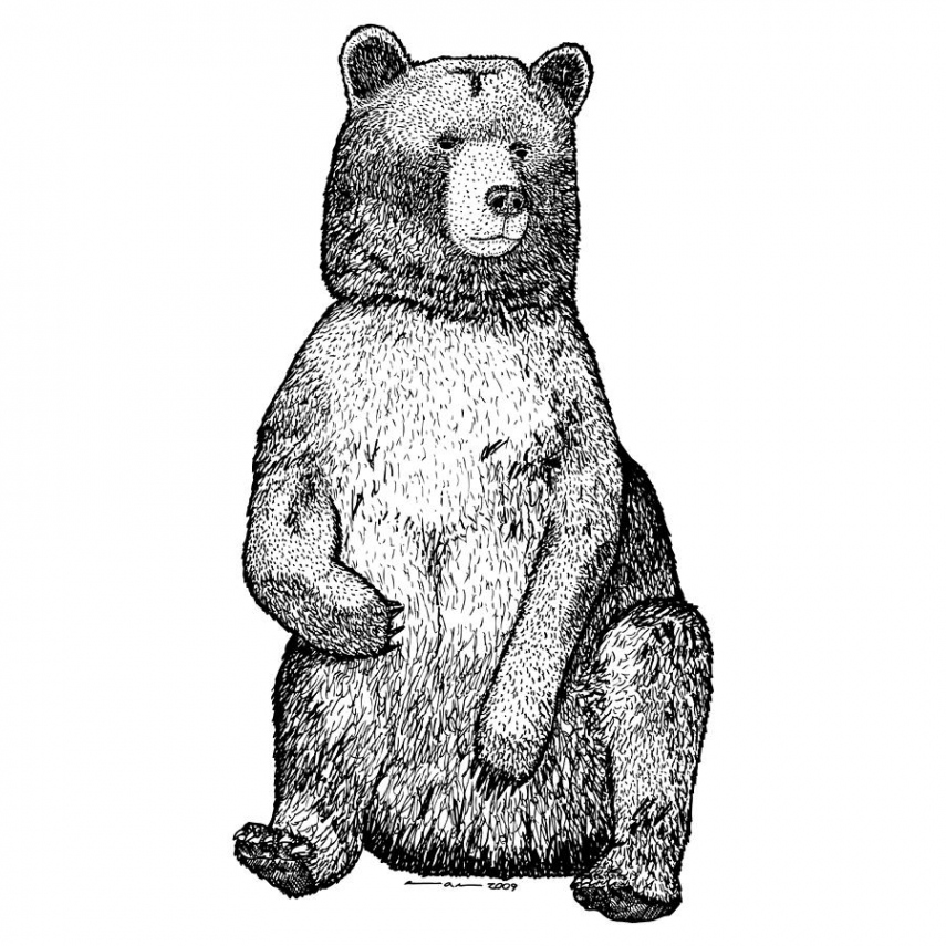 Sitting Bear Drawing by Karl Addison - Fine Art America