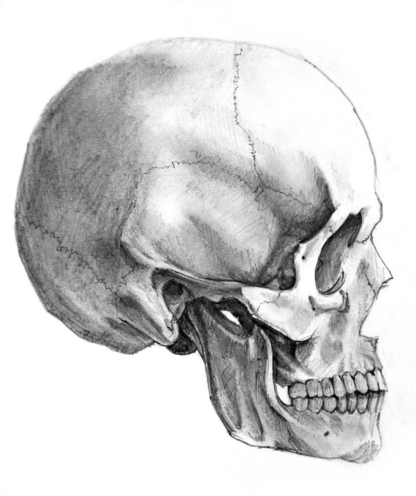 Skull side view by AlexandrosIII on deviantART  Anatomy art