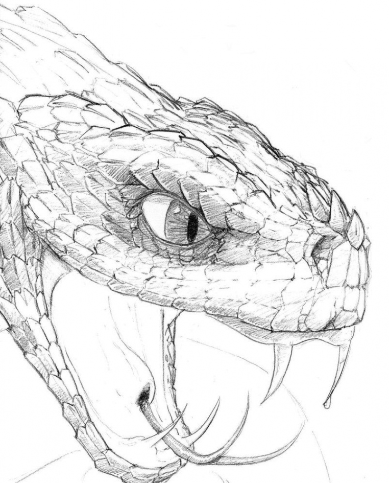 snake head drawing - Google Search  Snake drawing, Snake sketch