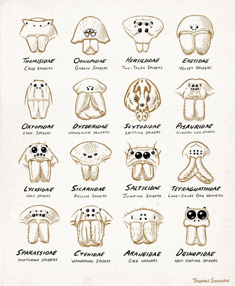 Spider Eye Arrangements  Spider drawing, Types of spiders, Pet spider