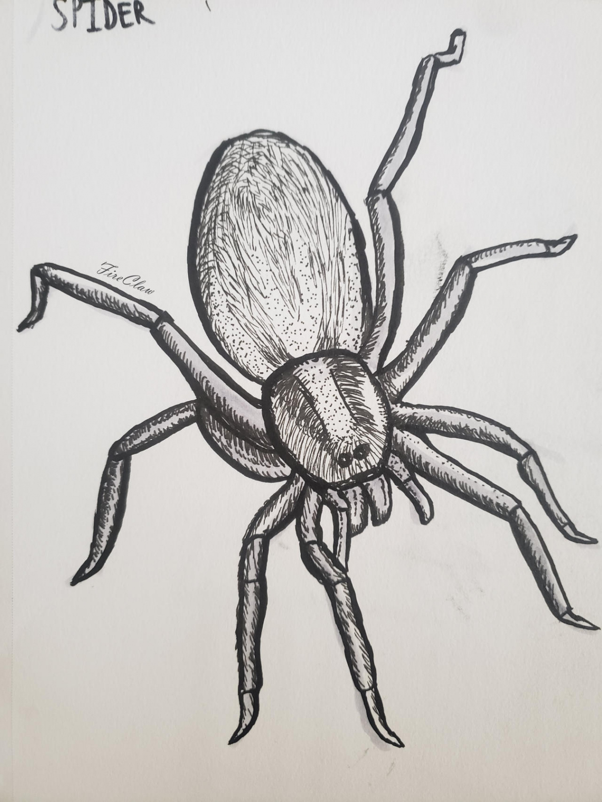 Spider Ink Drawing by FireClaw on DeviantArt