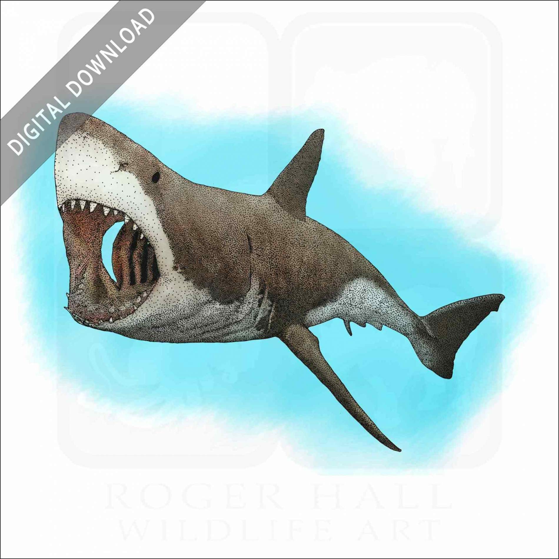 Stock Art Drawing of a Great White Shark