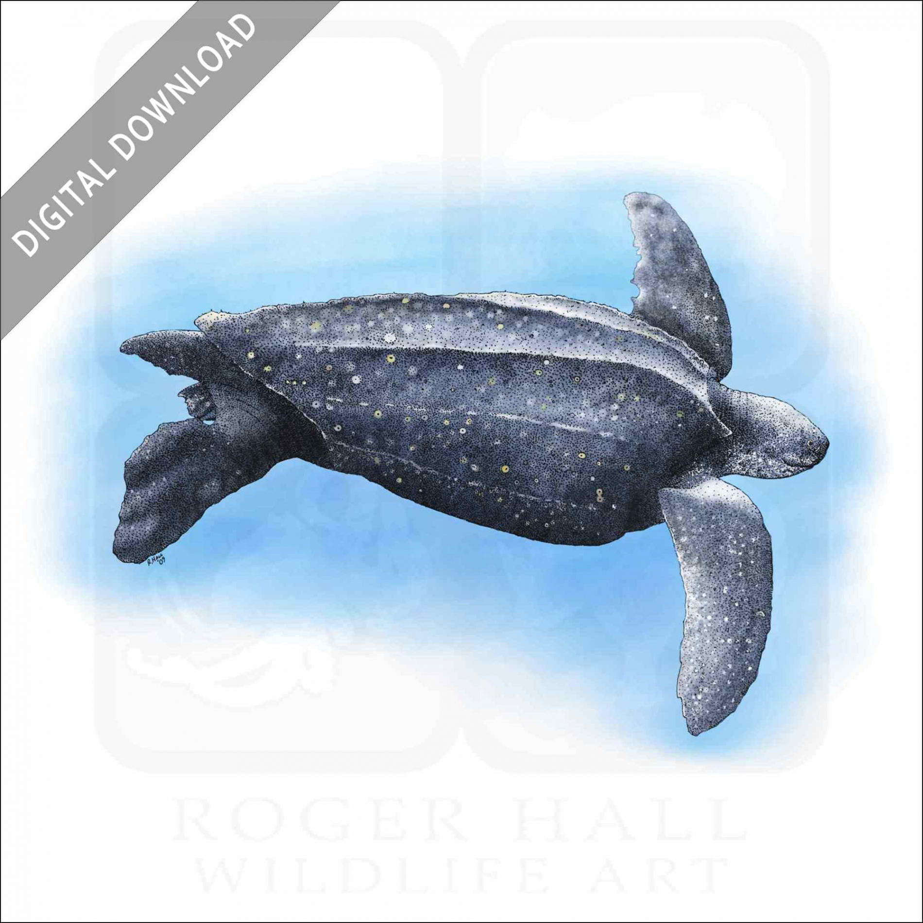 Stock Art Drawing of a Leatherback Sea Turtle