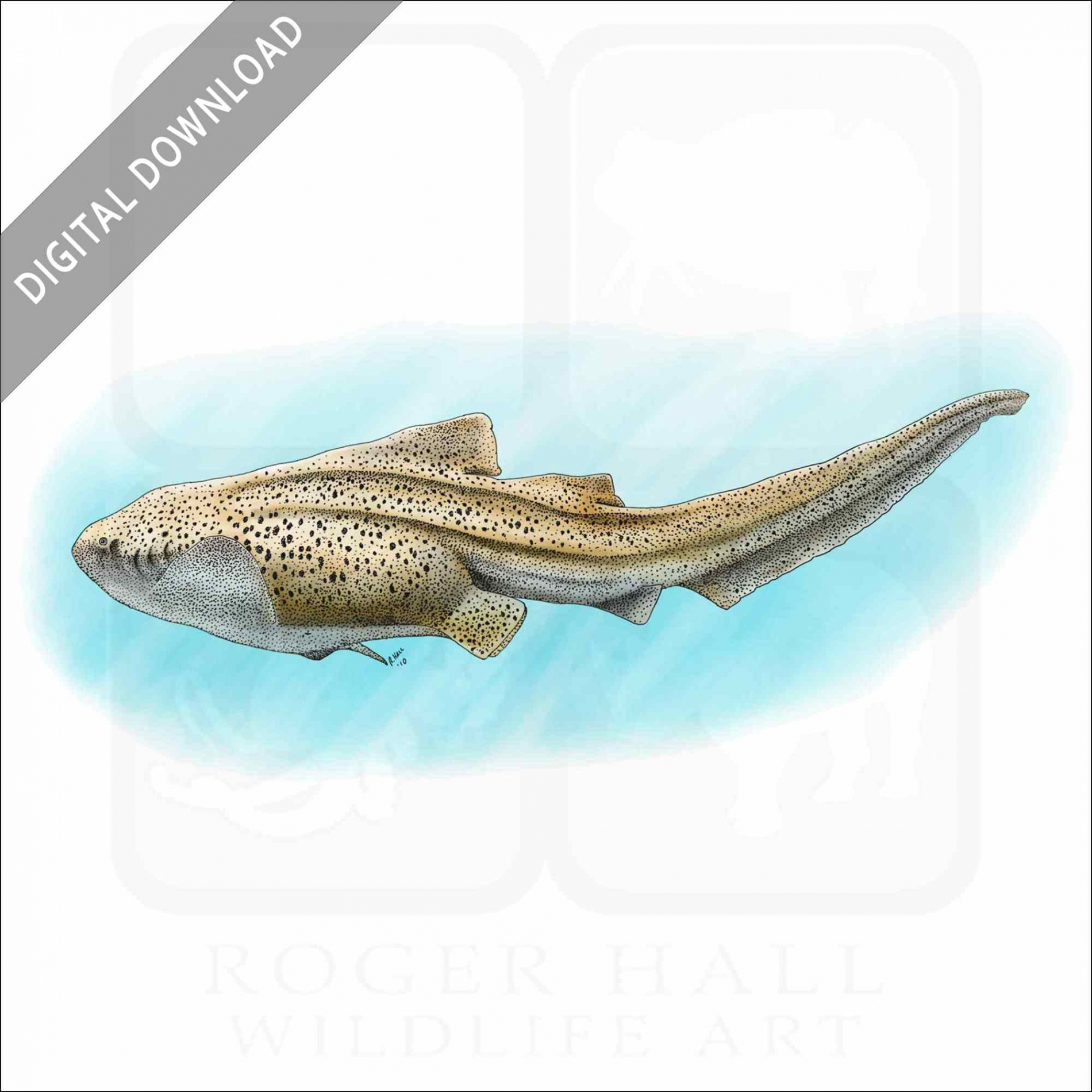 Stock Art Drawing of a Zebra Shark