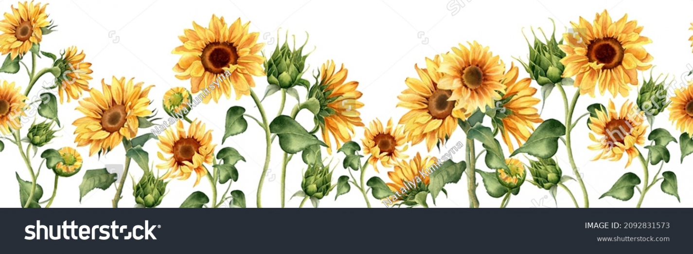 , Sunflower Border Images, Stock Photos, D objects