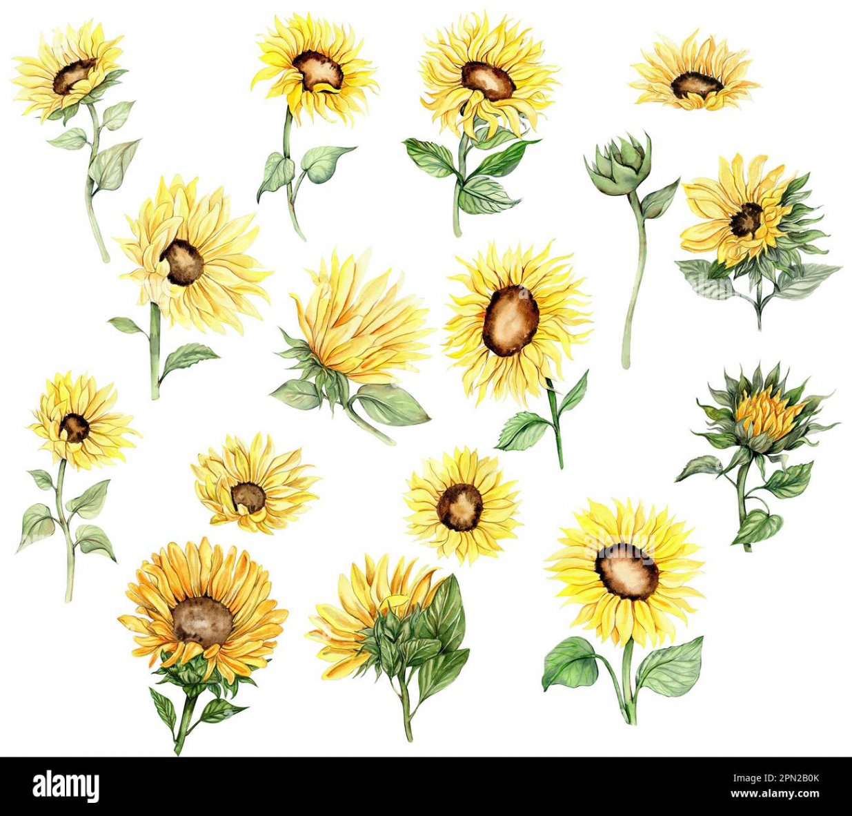 Sunflower, watercolor flower set