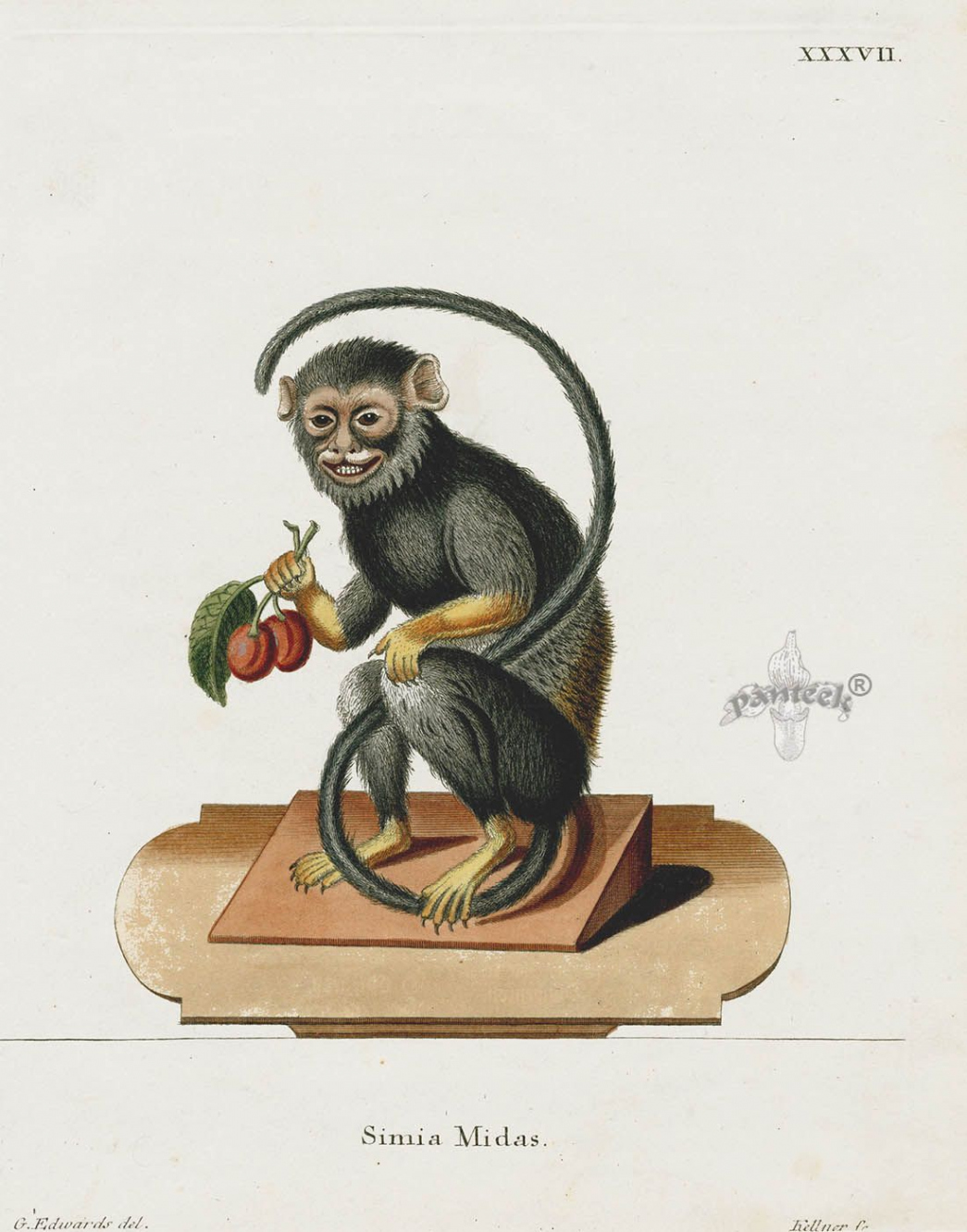 Tamarin, Simia midas SCH  Monkey illustration, Animal