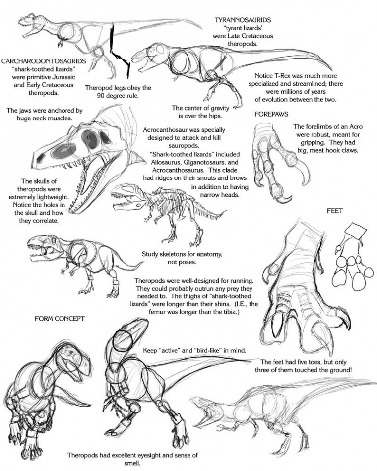 Theropod Tutorial by Droemar on deviantART  Dinosaur drawing