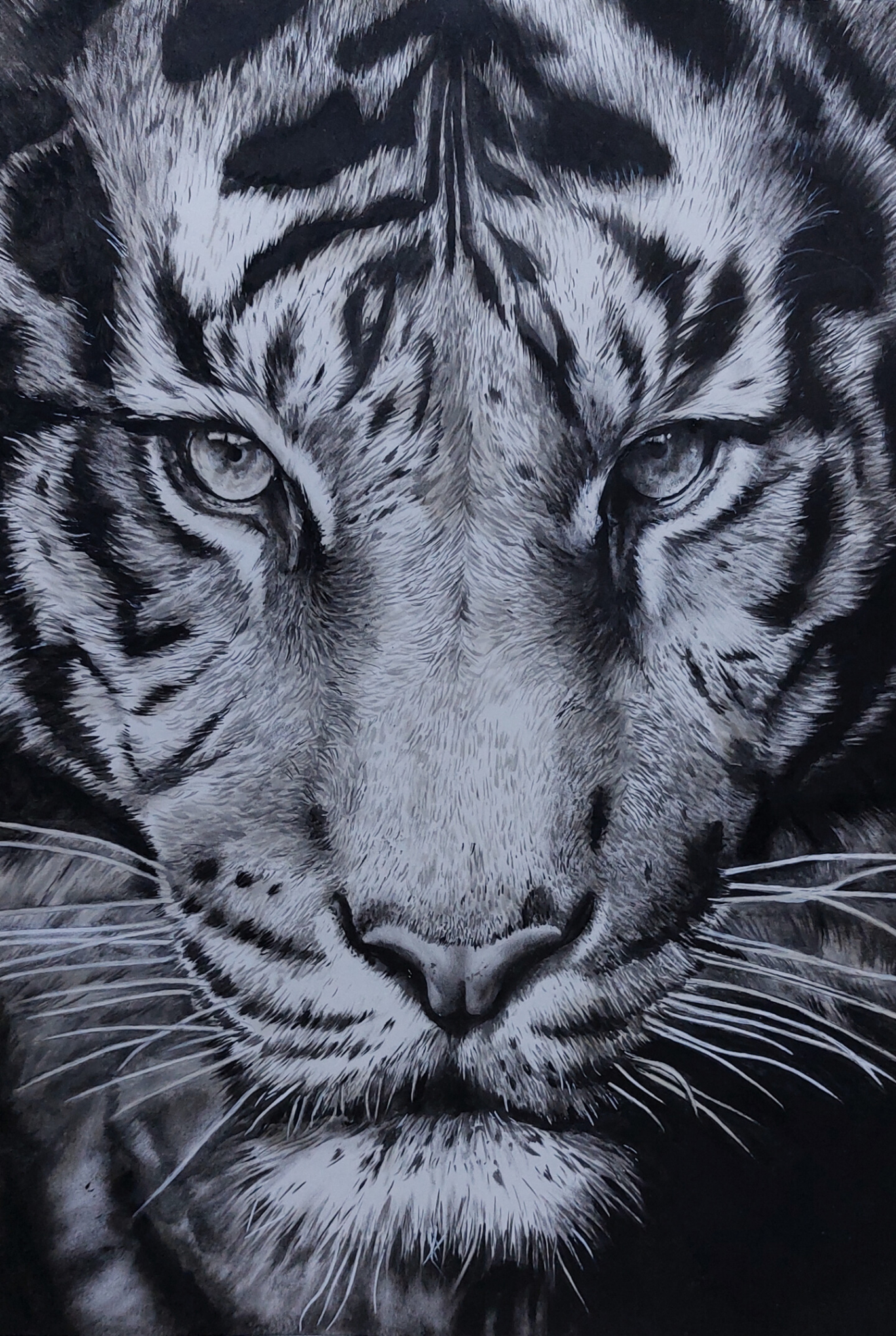 Tiger, pencil art