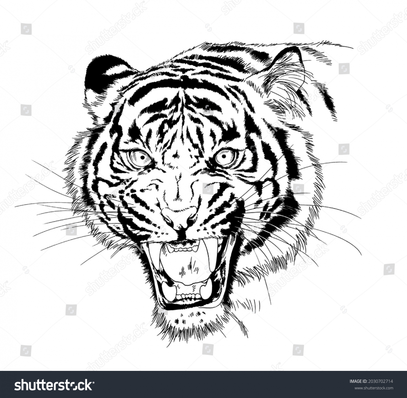 , Tiger Roar Drawing Images, Stock Photos, D objects