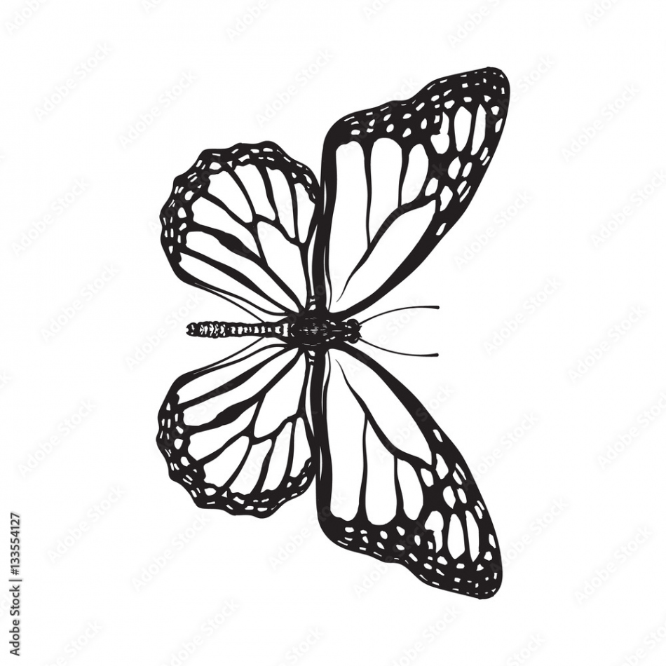 Top view of beautiful monarch butterfly, sketch illustration