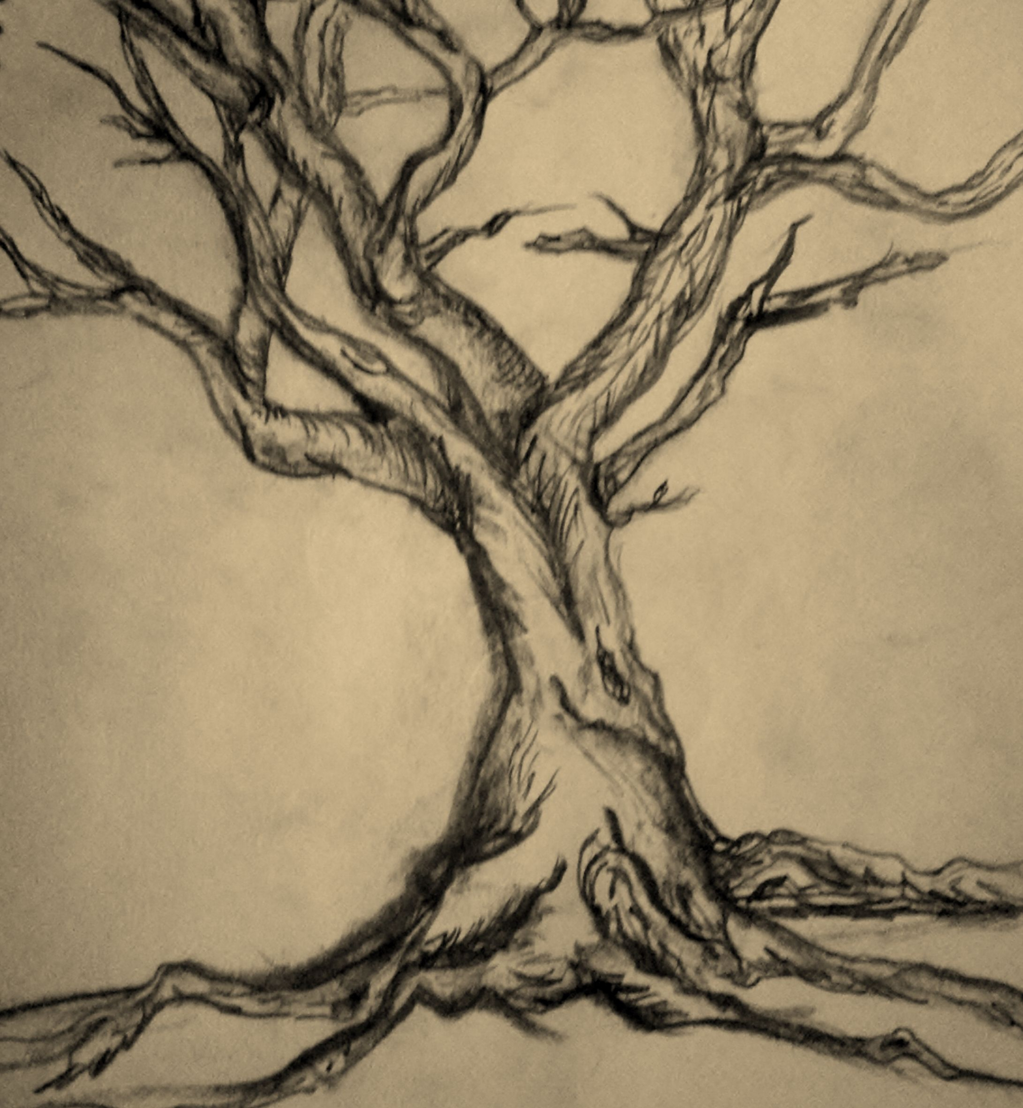 TREE Drawing - claireese ©  - Jan ,   Tree drawing