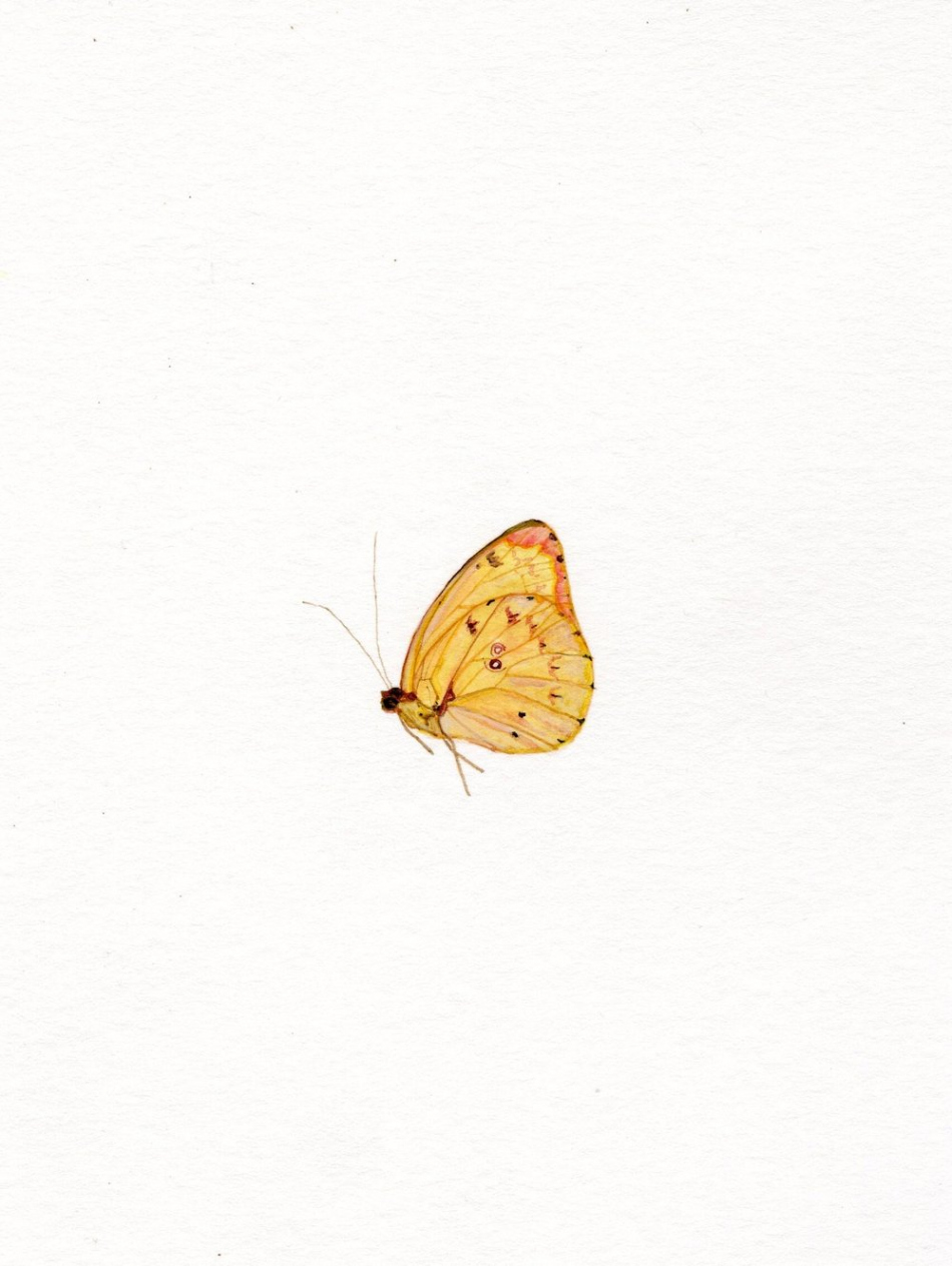 Watercolor Print: Yellow Butterfly — Lily Cain Studio