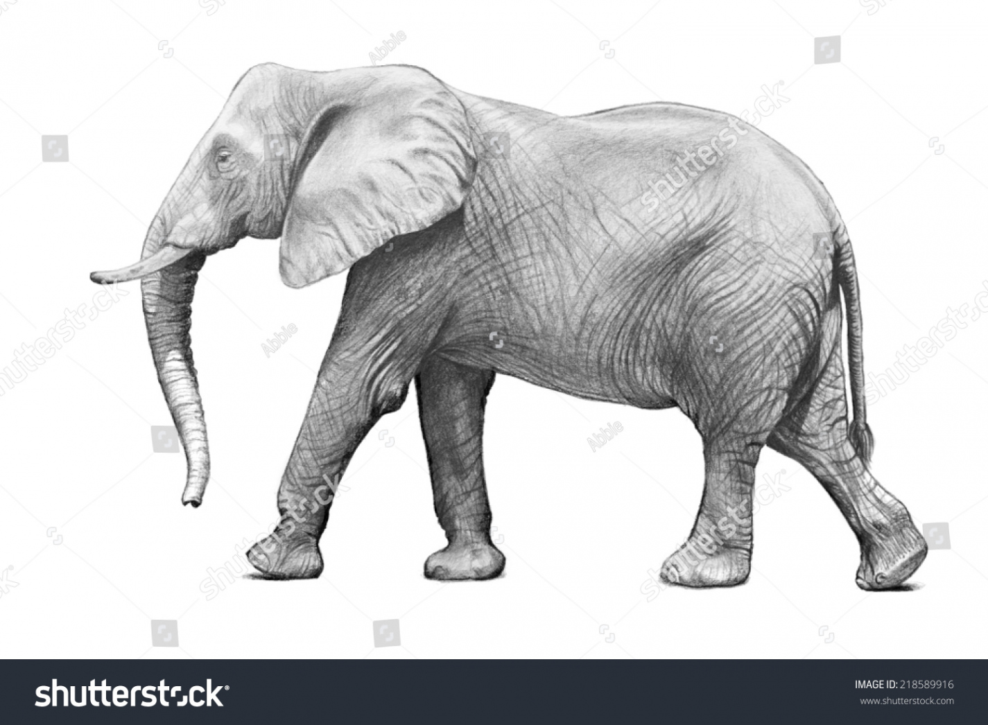 Adult African Elephant Walking Side View: Stockillustration