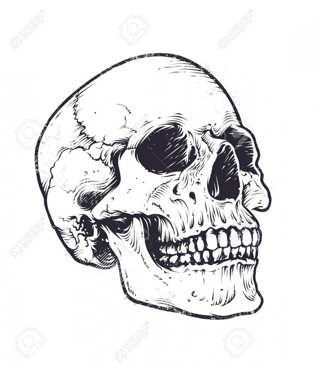 Anatomic Skull Vector Art