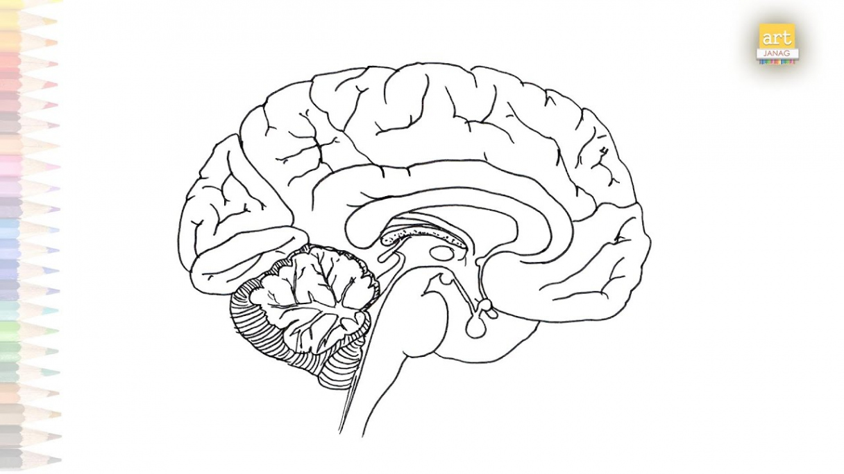 Anatomy of Brain diagram  Human Brain drawing  How to draw Brain drawing  class   #anatomy